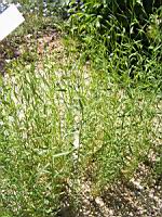 Lin - Linum Usitatissimum (fam Linacees) (01) (Photo F. Mrugala)